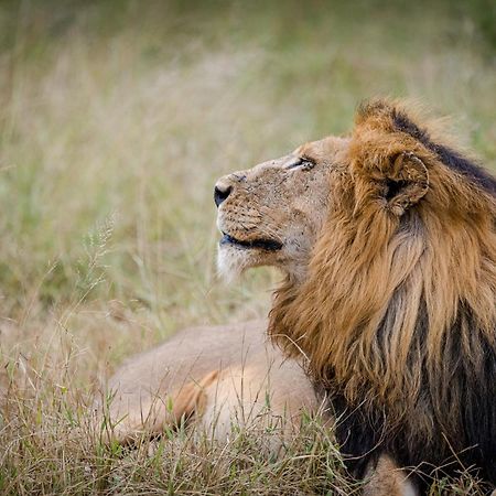 Serondella Safari Lodge Резерват Торнибуш Екстериор снимка