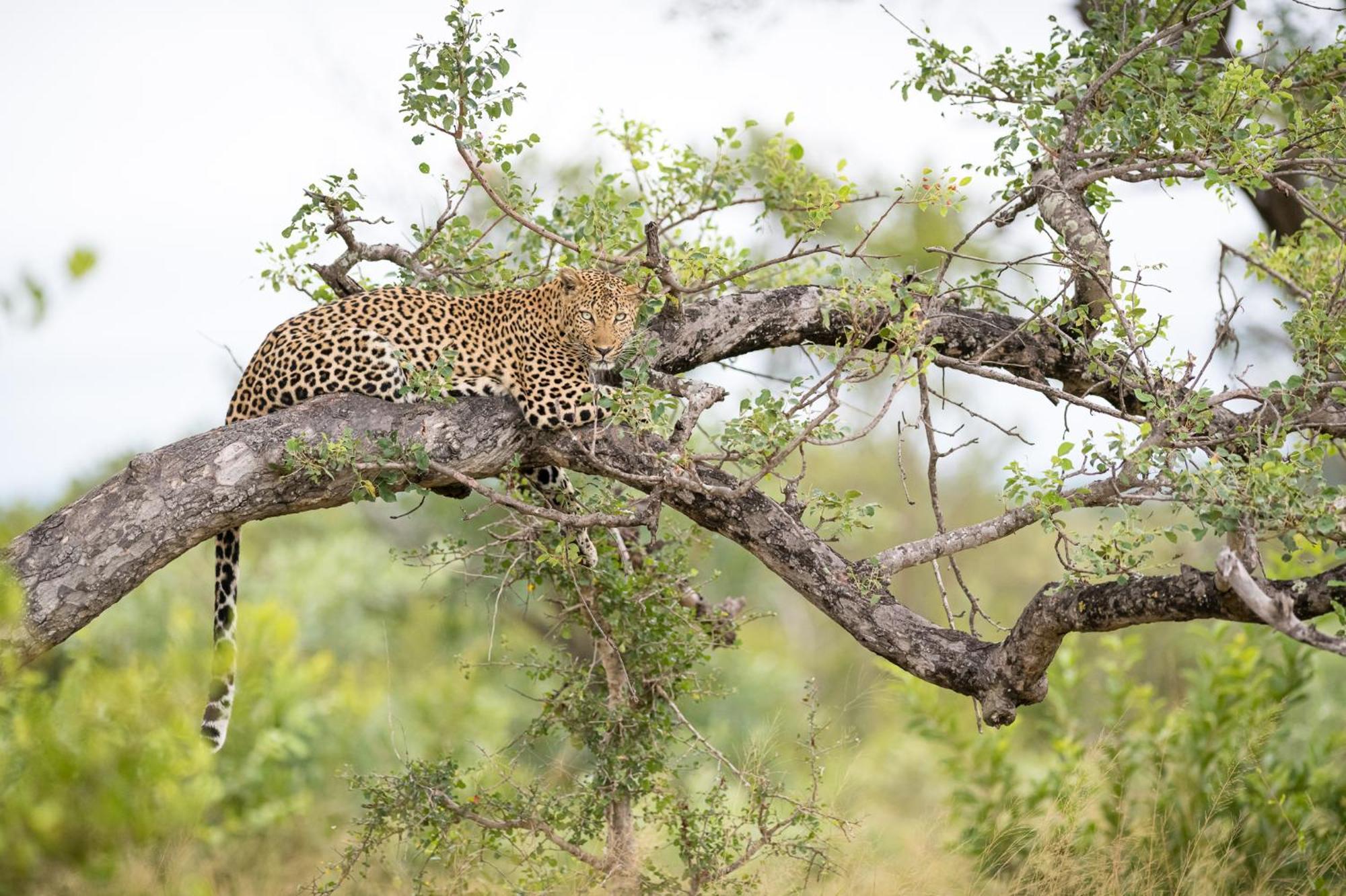 Serondella Safari Lodge Резерват Торнибуш Екстериор снимка
