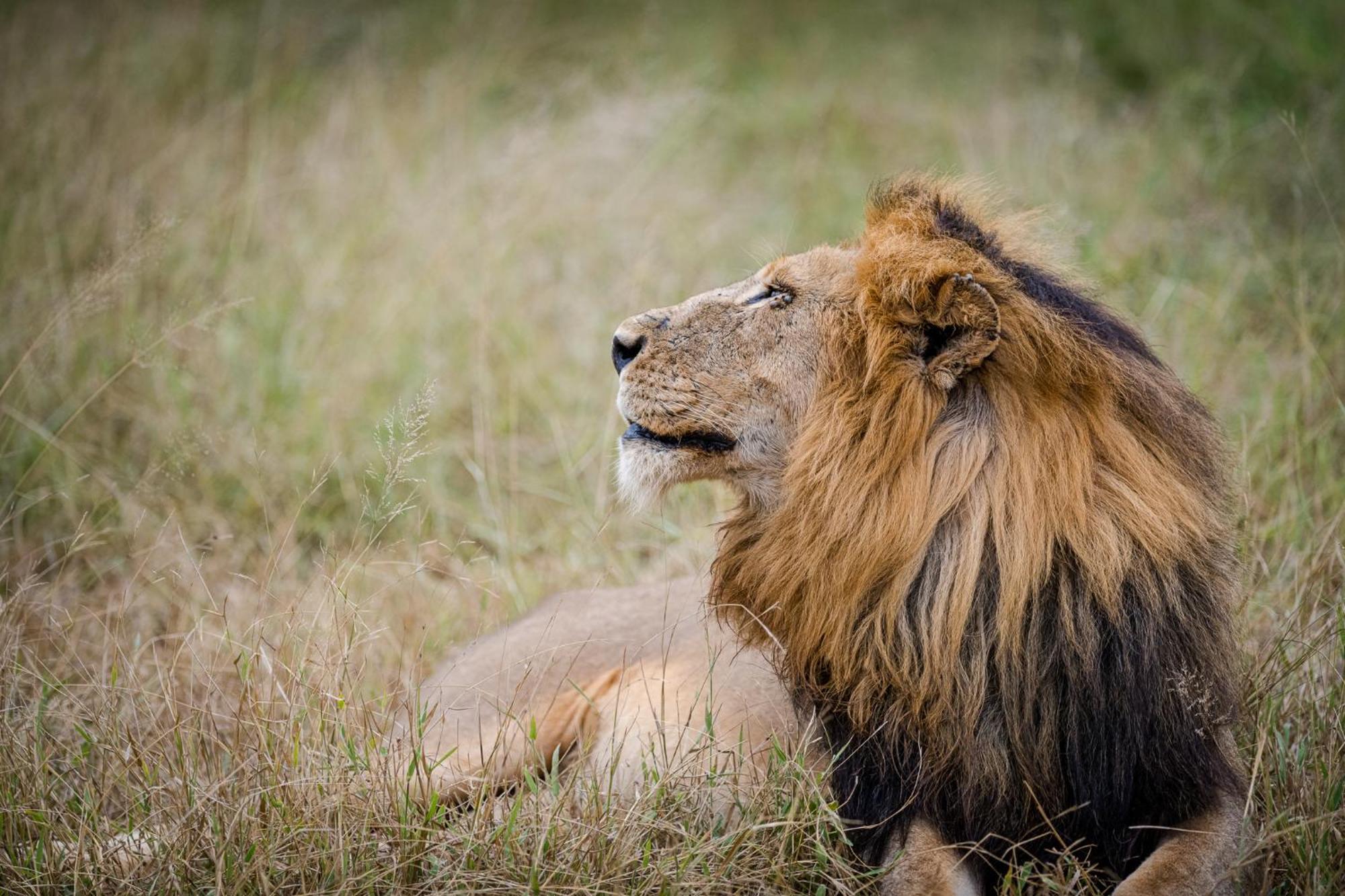 Serondella Safari Lodge Резерват Торнибуш Екстериор снимка