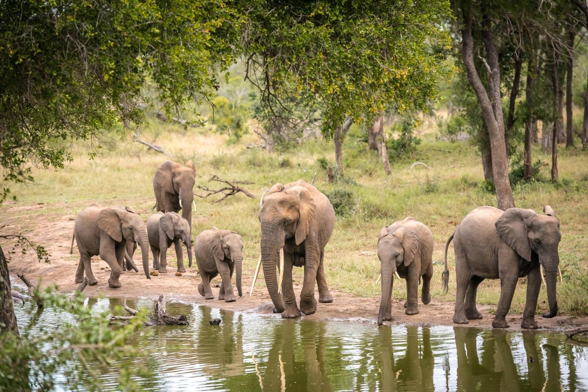 Serondella Safari Lodge Резерват Торнибуш Екстериор снимка